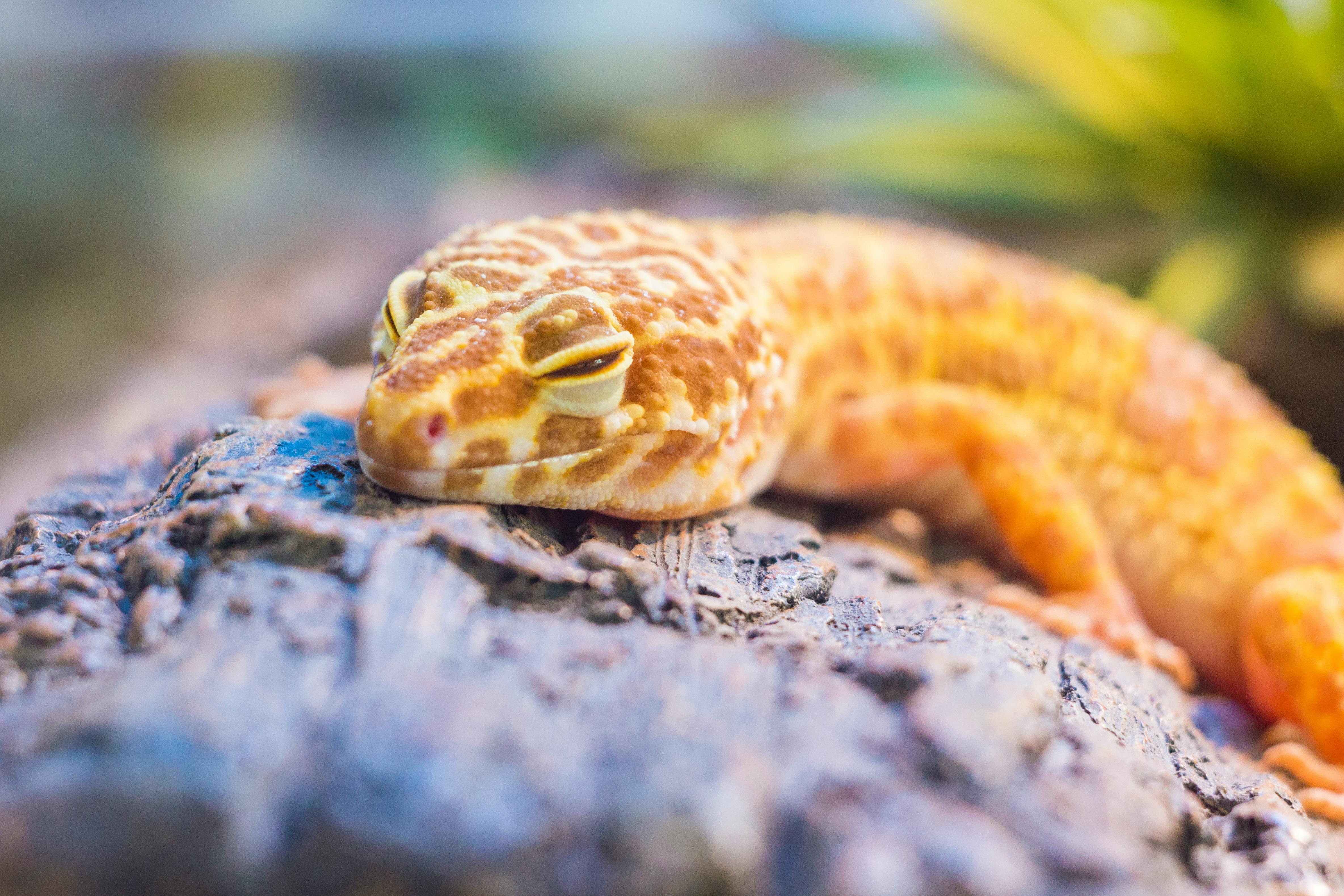 Gecko Leopardo Albino